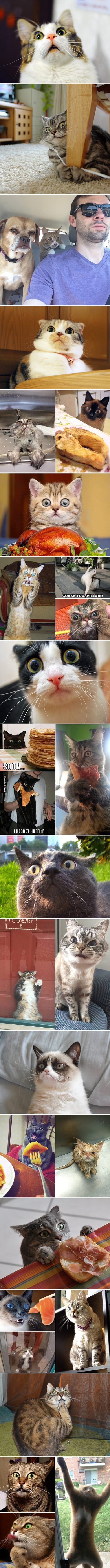 cat