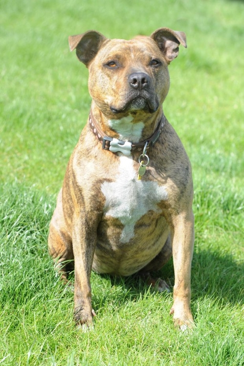 dog2