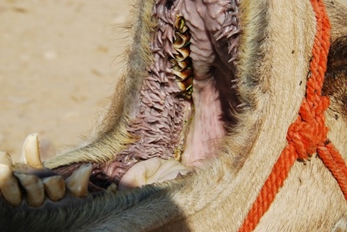 pic7