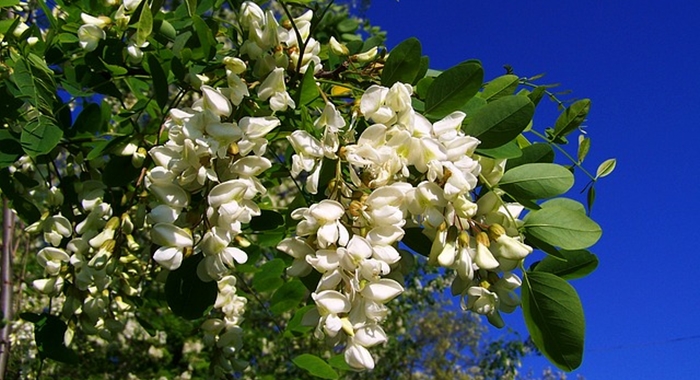 flowering-acacia-1381078_640