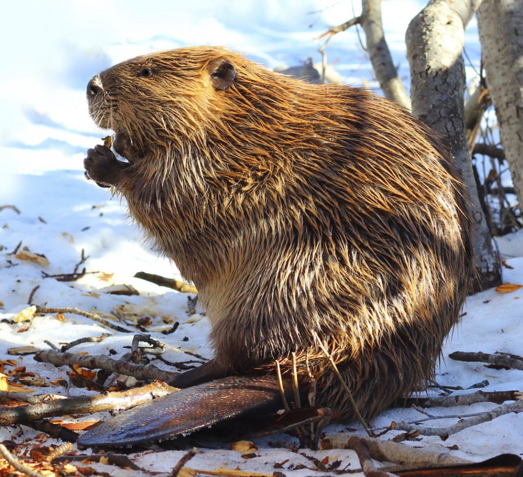 North American Beaver Eating Wood In the Snow