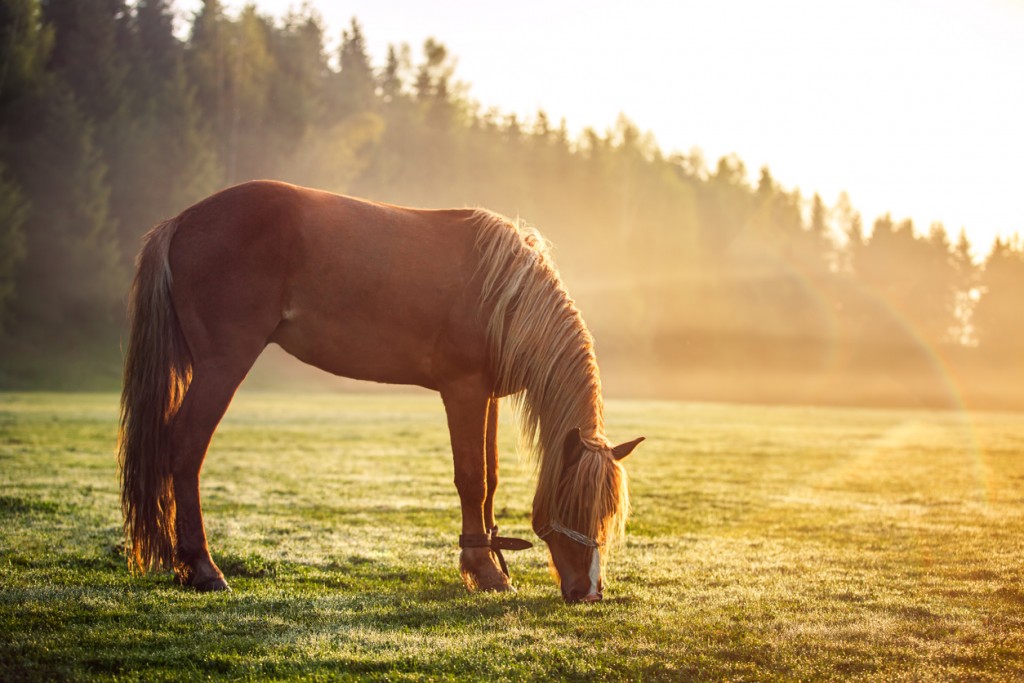 Horse grazing on a green field at sunrise, landscape