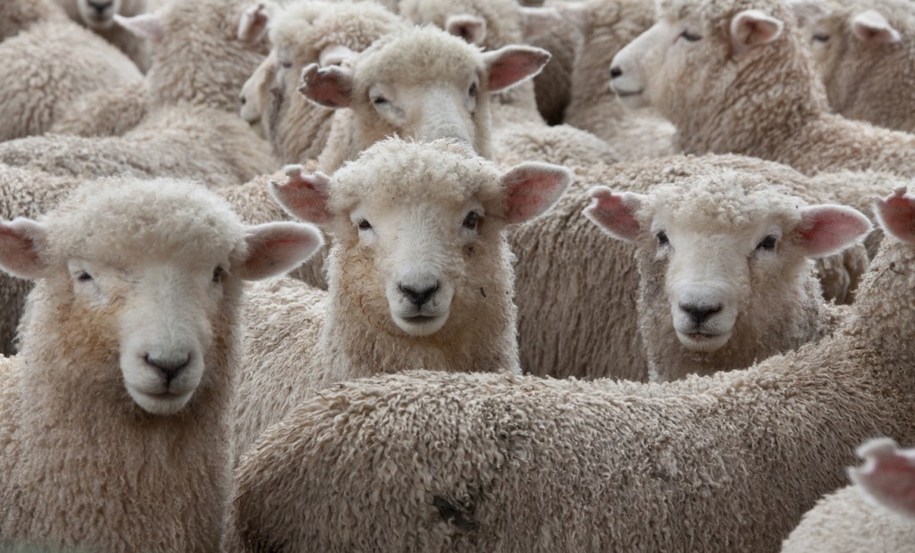 Sheep Herd in New Zealand