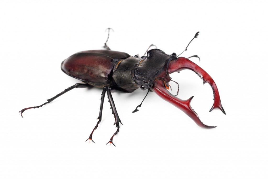 Brown stag beetle Lucanus cervus, the largest european beetle