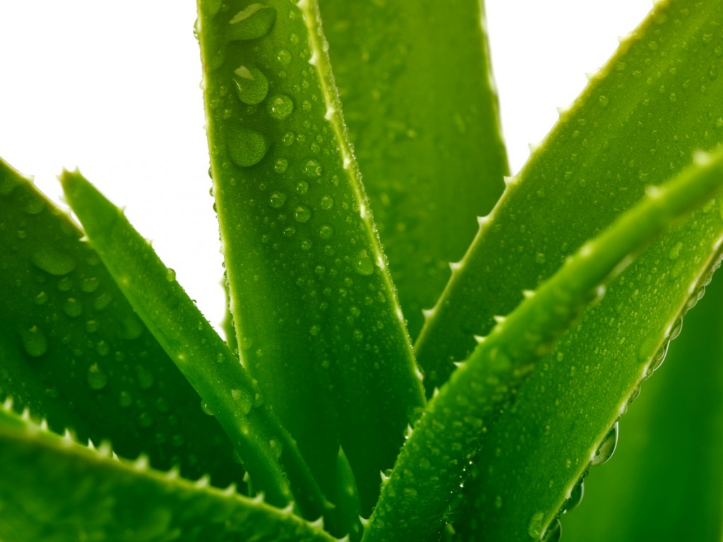 Aloe with water drop on white