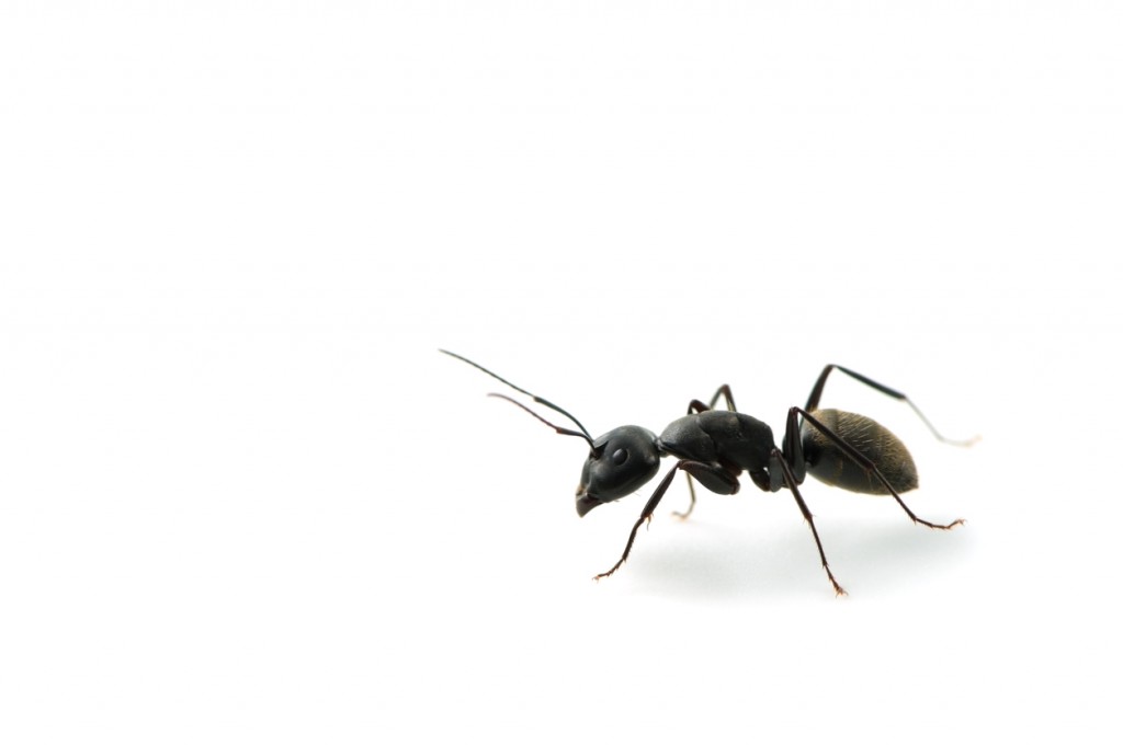 KURO-OARI Ant-Camponotus japonicus