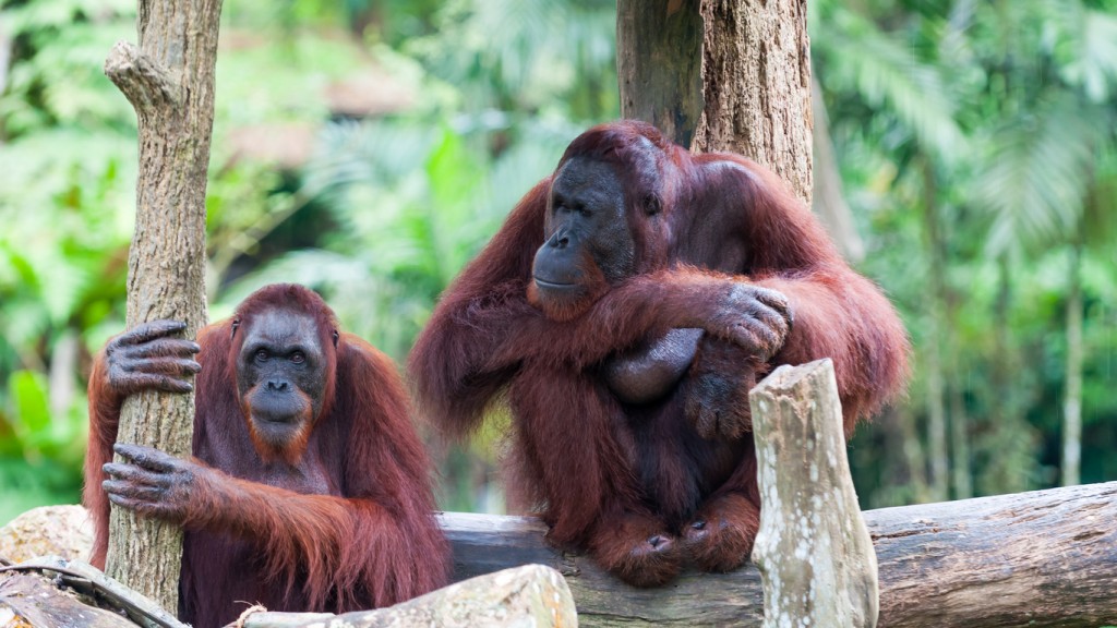 Borean Orangutan