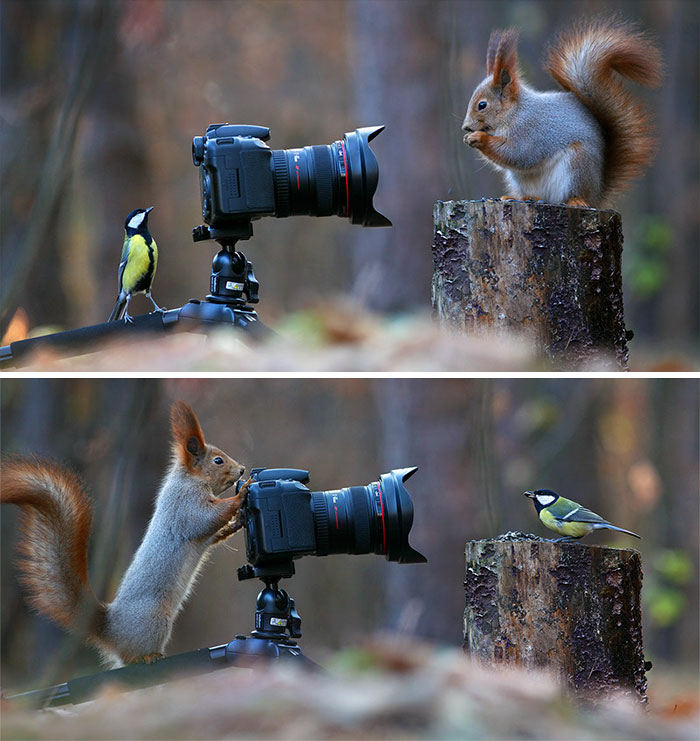 squirrel-photography-russia-vadim-trunov-coverimage1