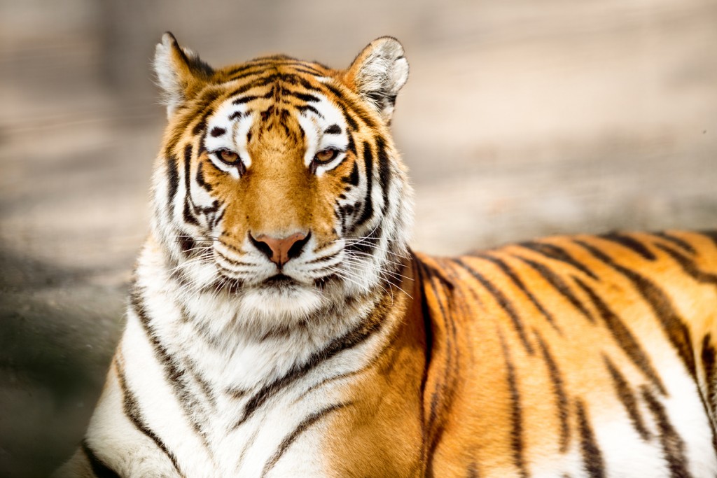 Portrait of amur tiger