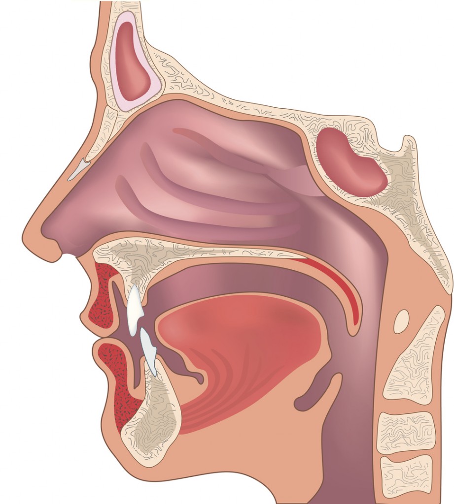 Human nose and throat structure.