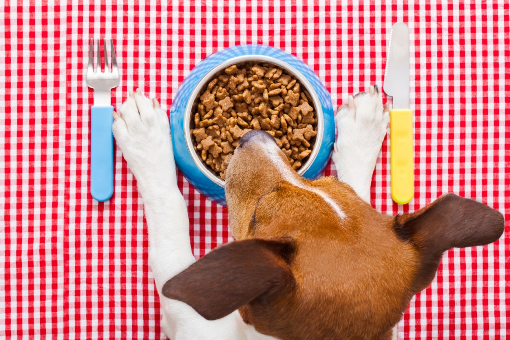 dog food bowl