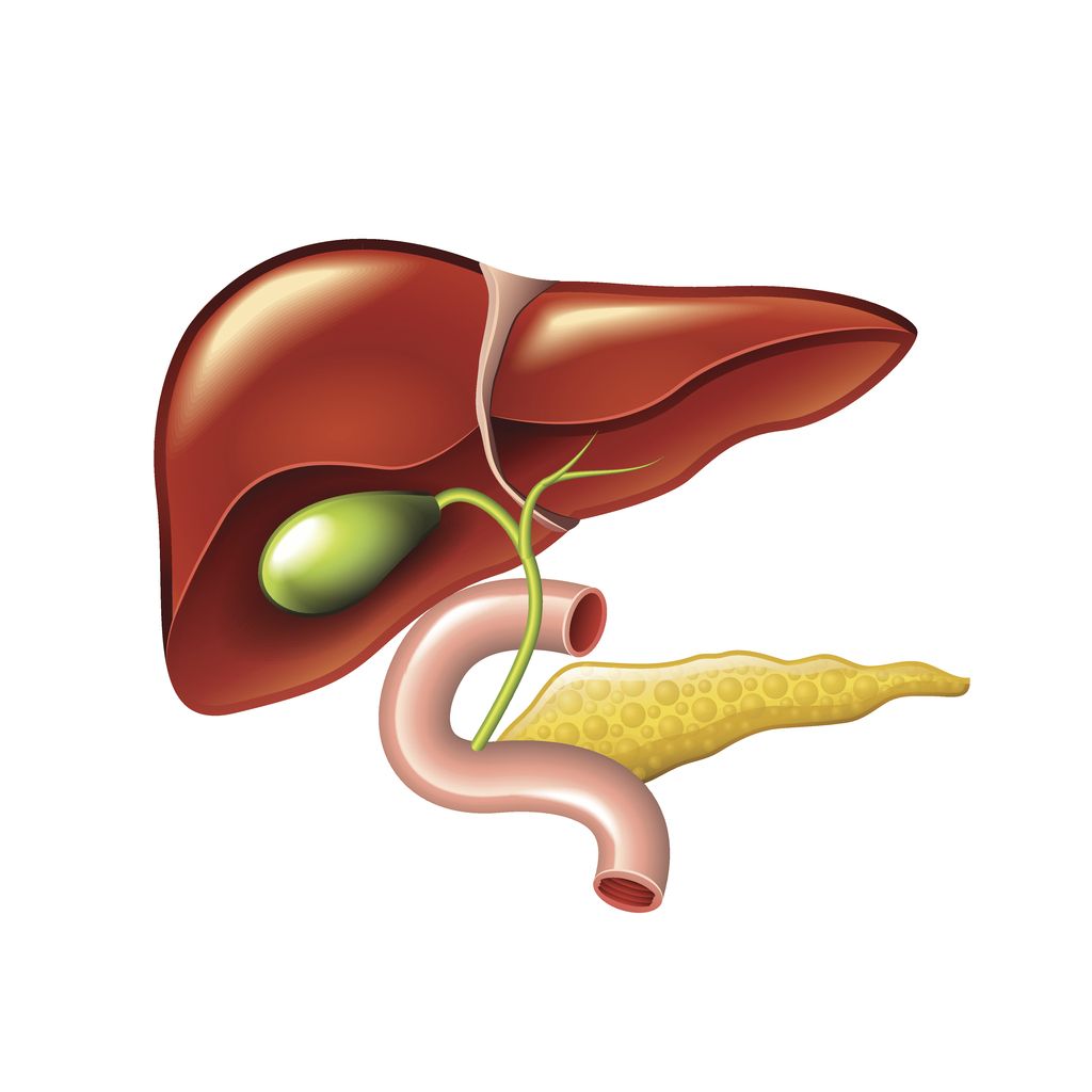 Human liver, gallbladder, pancreas anatomy vector
