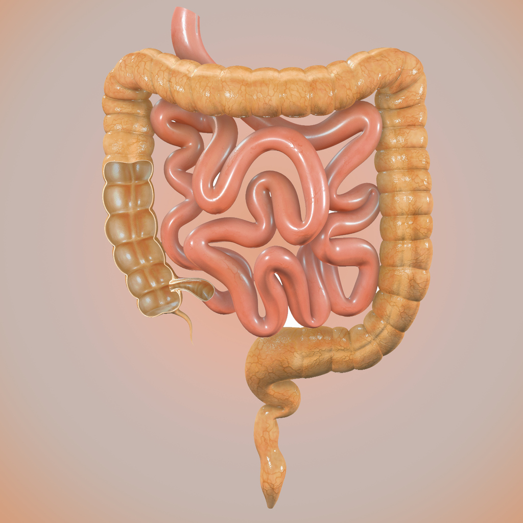 Intersection of large intestine