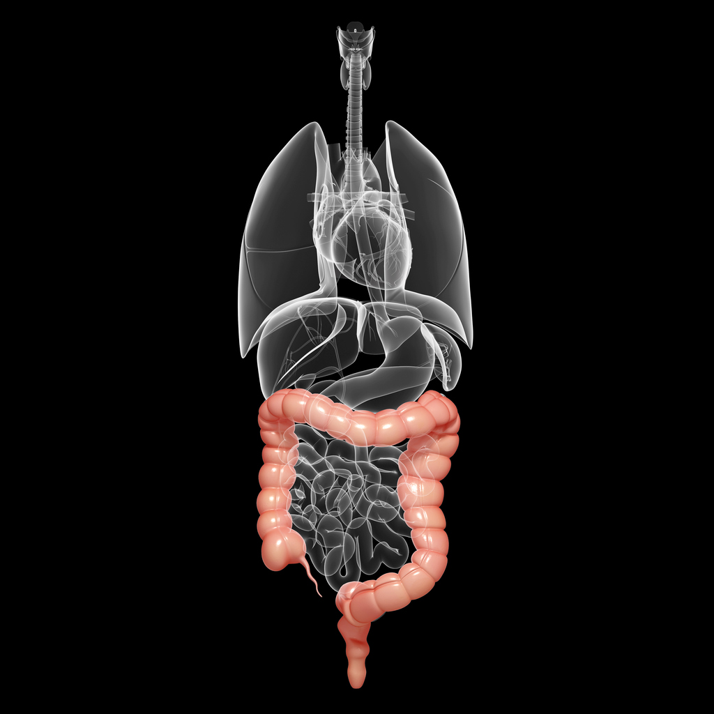 Colon anatomy of digestive system
