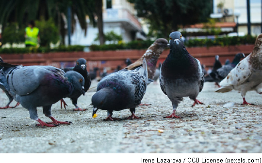 2-pigeoninbarcl2