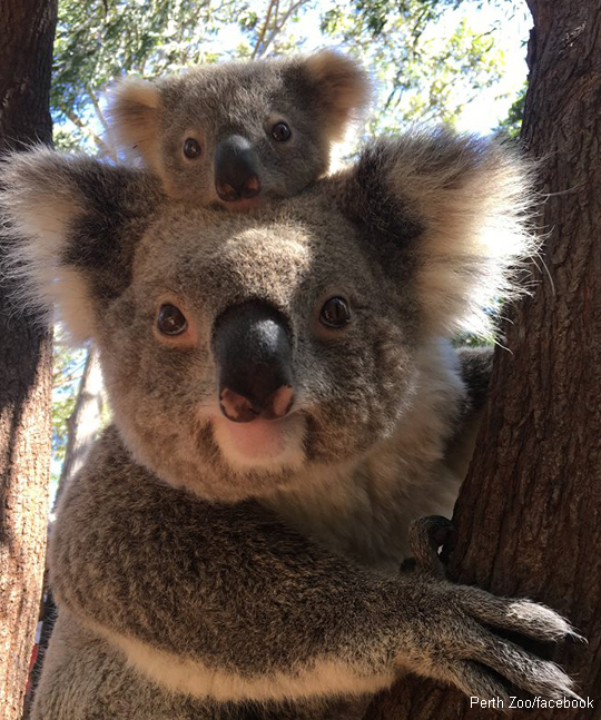 3-koalamomand2