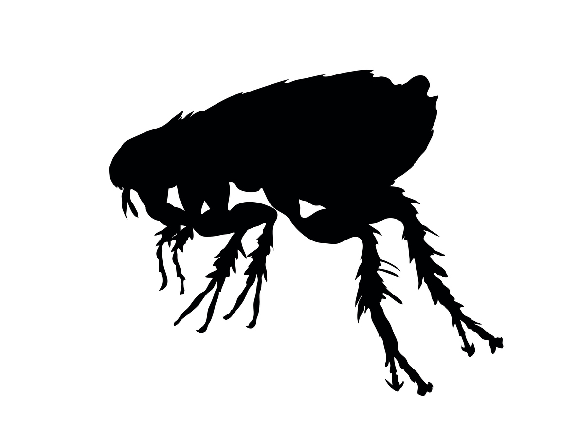 Black silhouette of flea