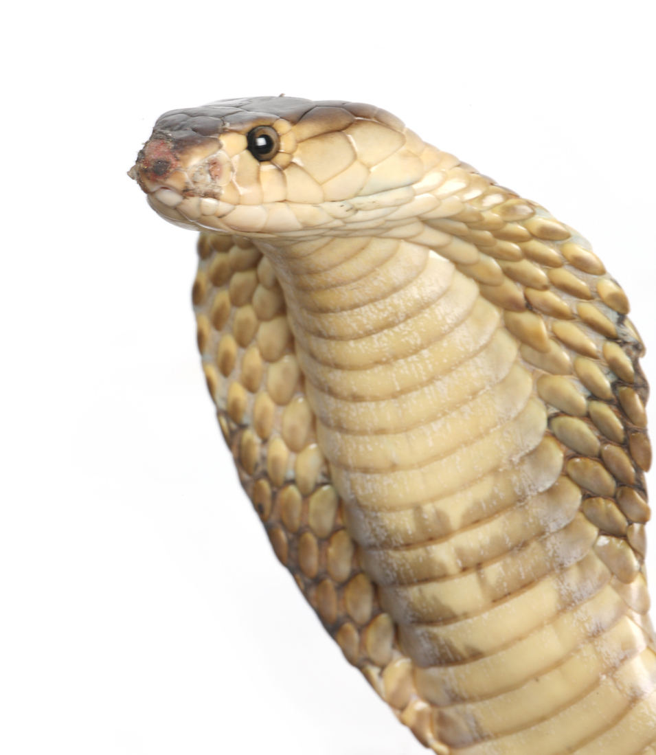 Cobra head on white