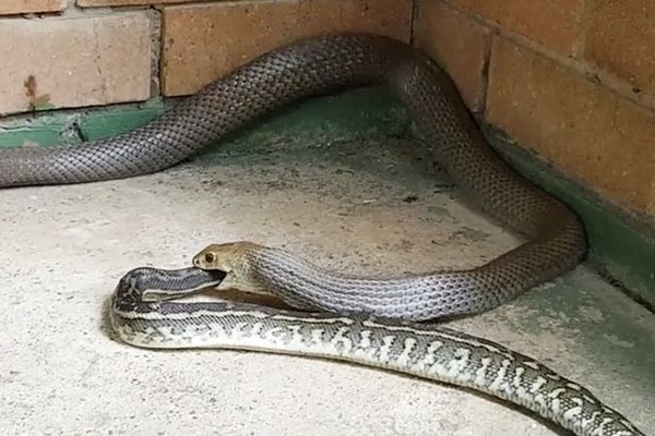one-deadly-snake-filmed-eating-another-terrifying-snake-is-a-very-weird-spectacle