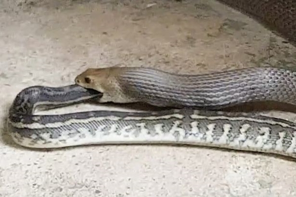 one-deadly-snake-filmed-eating-another-terrifying-snake-is-a-very-weird-spectacle2