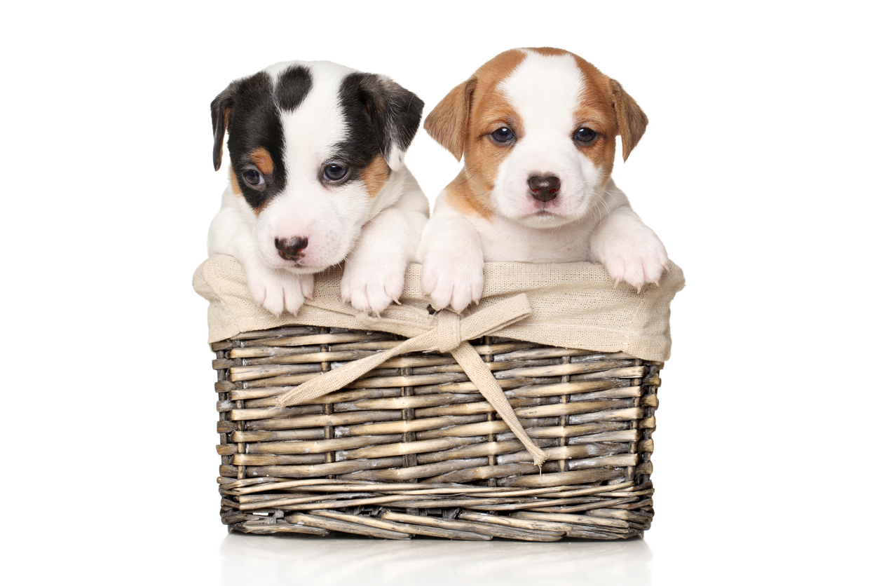 Jack Russell puppies in wicker basket