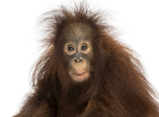 Young Bornean orangutan looking impressed, Pongo pygmaeus