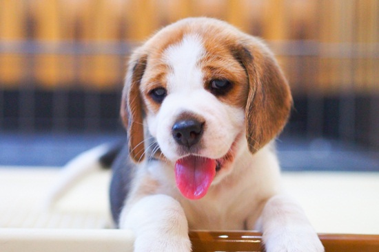 Cute Beagle puppy down and smile