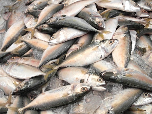 Fresh raw mackerel fish in market.