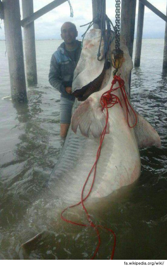 1-fish600kg (3)