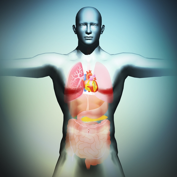 human body and organs, 3D illustration