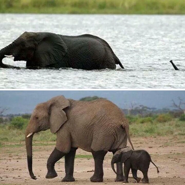 cute-baby-elephants-42-5901baa425c6e__700