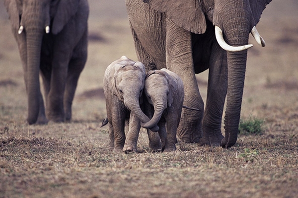 cute-baby-elephants-50-5902071911e92__700