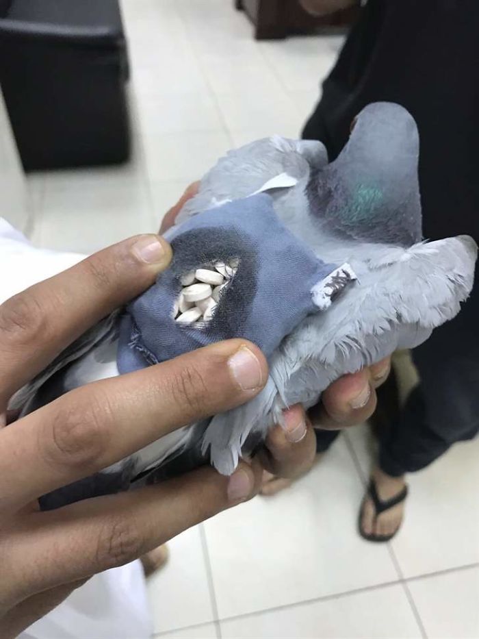 ecstasy-drug-smuggling-pigeon-iraq-kuwait-5926d857bf790__700