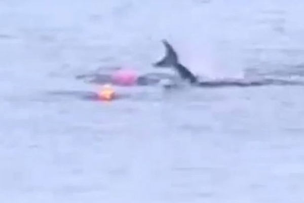 Kayakers-terror-after-great-white-shark-crept-underneath-his-boat-and-threw-him-off