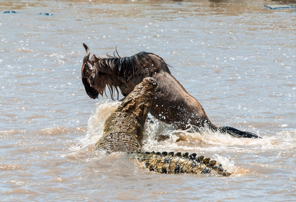 The attack of a crocodile.