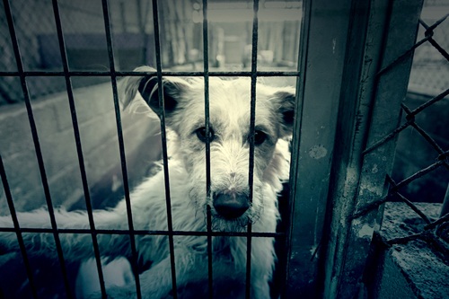 Caged and abandoned dogs