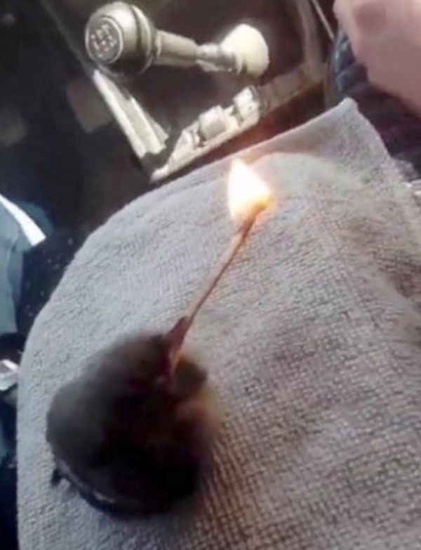 Outrage After Teen Forced Baby Bird To Smoke