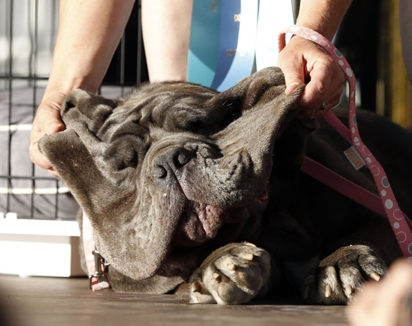 World's Ugliest Dog Contest in Petaluma
