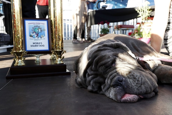 World's Ugliest Dog Contest in Petaluma, California