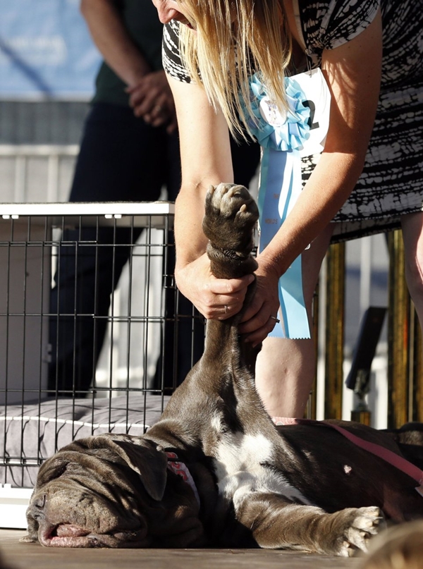 World's Ugliest Dog Contest in Petaluma