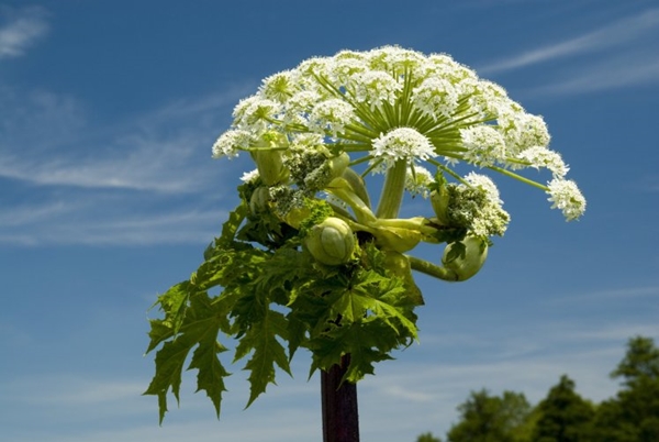 Giant Hogweed (Heracleum mantegazzianum) Usk Valley, Clytha Estate, Monmouthshire, South Wales.