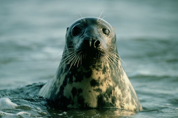 Grey-seal (1)