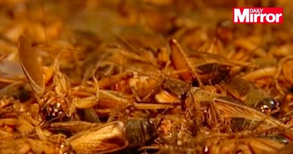 cricket2