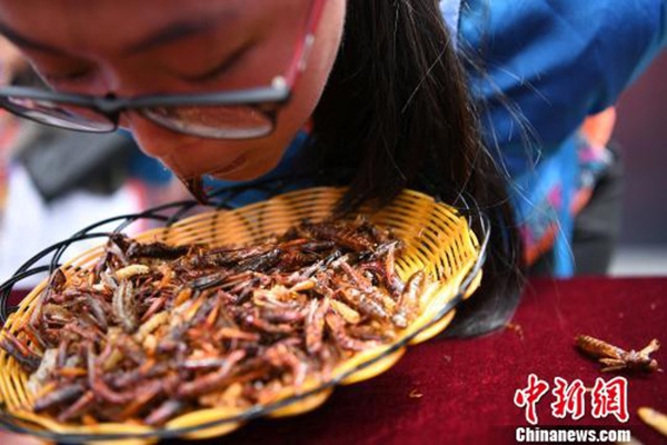 lijiang_bug_eating_contest2