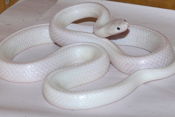 This-incredible-and-rare-snake