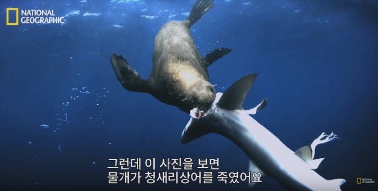바다사자의 사냥기술은 어떤 모습일까? 최근 한 온라인 커뮤니티에는 “바다사자가 갖고 있는 사냥 기술”이라는 제목의 글이 올라와 누리꾼들에게 큰 화제가 되고 있다. 방송국 카메라에는 캘리포니�