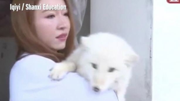 중국의 ‘가짜’ 시리즈는 어디까지 갈까. 지난 14일 (현지시간) 미국 폭스뉴스 등 외신에 따르면 중국의 한 애견샵에서 여우를 개라고 속여 판 사건이 발생했다고 한다. 중국 산시성에 살고 있는 한 여�