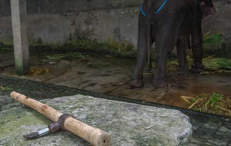 인도네시아의 한 동물원에서 지독한 동물학대가 이루어지고 있었다. 인도네시아의 약 26개 야생 동물원에서 동물을 학대하고 있다는 사실이 확인돼 세계동물보호단체(World Animal Protection)에서 조사에 나섰다.