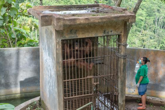 인도네시아의 한 동물원에서 지독한 동물학대가 이루어지고 있었다. 인도네시아의 약 26개 야생 동물원에서 동물을 학대하고 있다는 사실이 확인돼 세계동물보호단체(World Animal Protection)에서 조사에 나섰다.