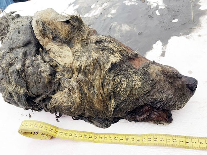 시베리아를 주름잡았던 거대 늑대의 머리가 발견됐다. 지난해 러시아의 현지 언론은 시베리아 북동쪽 야쿠티아 지역에서 4만 년 전에 죽은 것으로 보이는 늑대의 머리가 발견됐다고 보도했다. 늑대가 사망했을 당시의 �